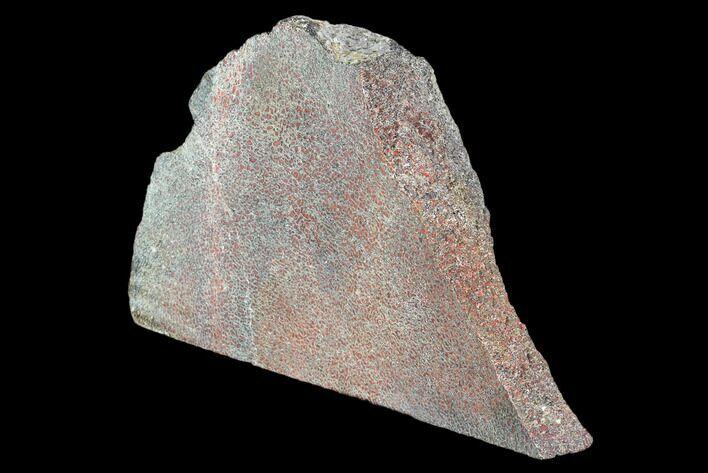 Polished Dinosaur Bone (Gembone) Section - Utah #106897